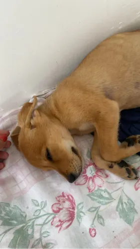 CACHORRO PARA ADOÇÃO 
