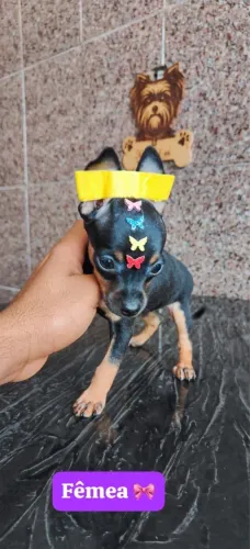 Pinscher com 90 dias todas as cores