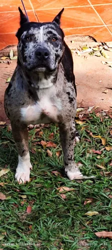 Pit monster macho 