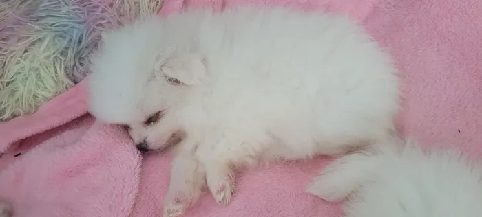 SPITZ ALEMÃO BRANCO FILHOTE 