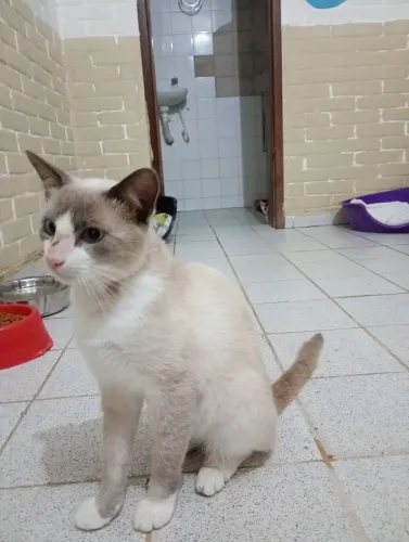 Gatinho siamês castrado para adoção