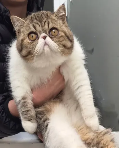 Gato Exótico 