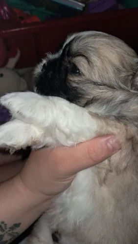 Shih Tzu Puro