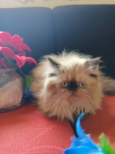 Gato Persa lindos filhotinhos com padrão exclusivo alto