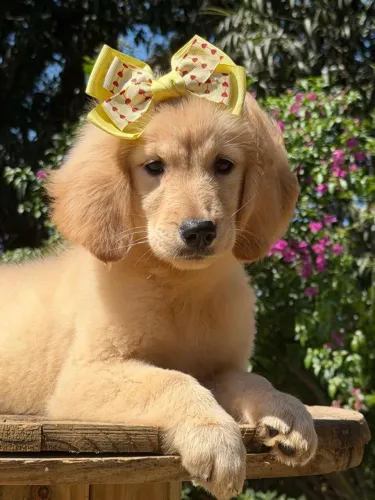 Golden Retrivier para Campos de Goitacazes