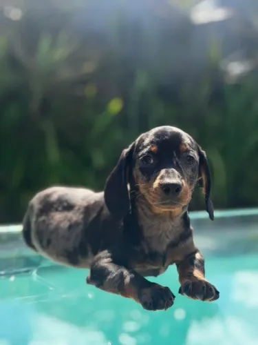 Dachshund