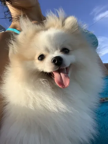 Spitz alemão Um filhotinho lindo para transformar seus dias
