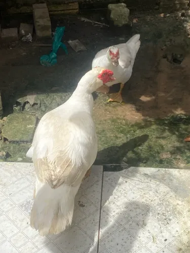 Casal de patos Paysandu