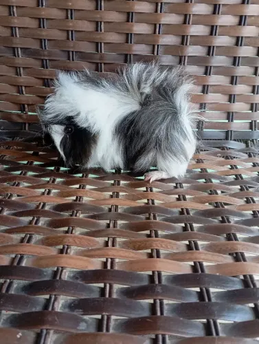 Vende-se porquinho da índia.