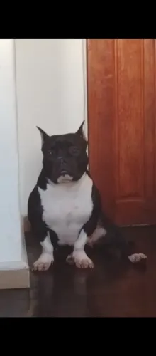 American Bully poker femea