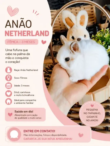 COELHO ANÃO NETHERLAND FÊMEA