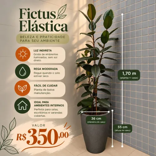 Planta Fictus Elástica + Vaso 1,70m