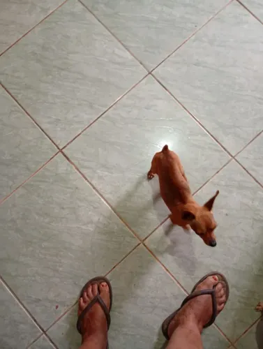 Pinscher 