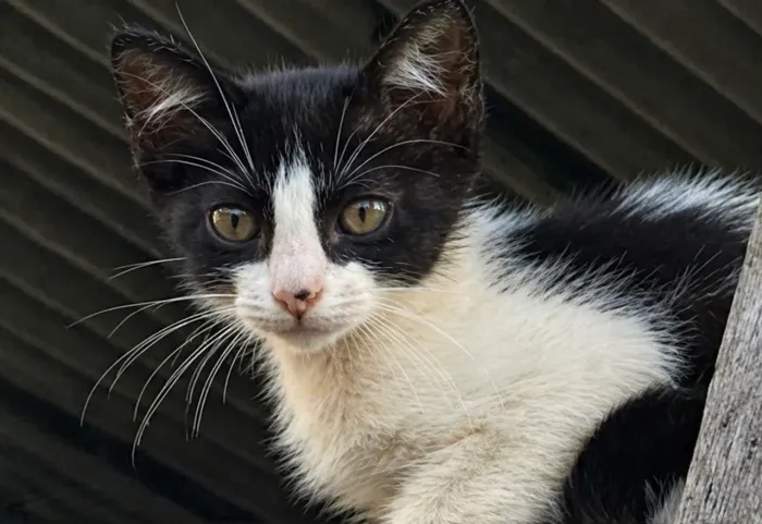 Gata adoção