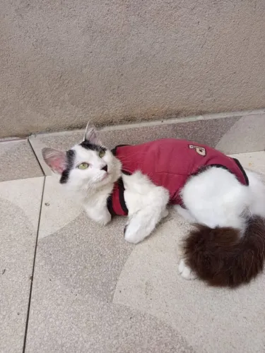 Gatinha castrada adocao
