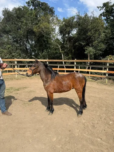 Piquira castrado marchador 