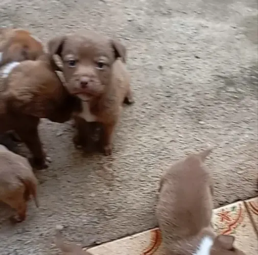 Cachorros mestiço de Pit Bull