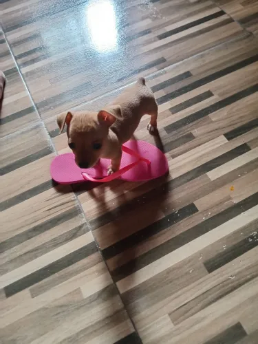 Estou anunciando esse esse filhote de pinscher número 1 já tem um mês fez um mês no dia 8