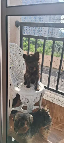 Doacao cachorro macho porte pequeno 