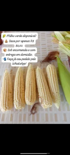 Milho verde - saca