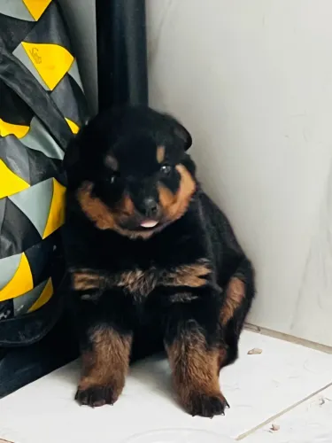 Filhote de Rottweiler 