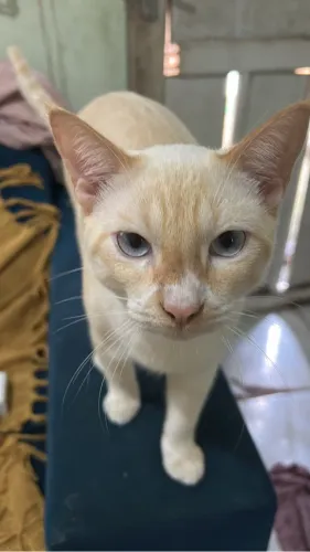 Adoção responsável de gatinhos 