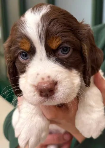 Cocker spaniel carinhoso