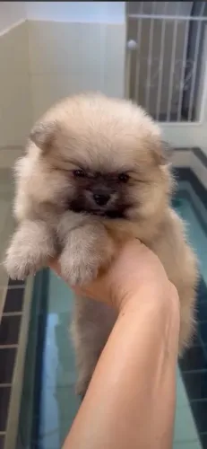 Spitz alemão fêmea. Lulu da pomerania