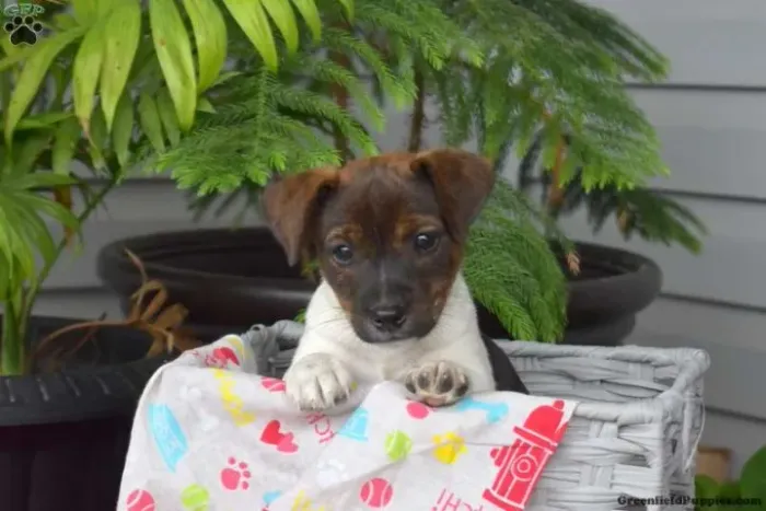 ?Apaixone-se por filhotes de Jack Russell?