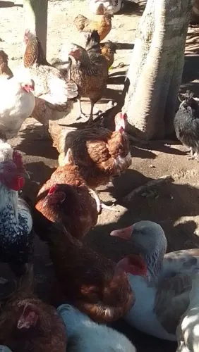 Polaca pescoço pelado