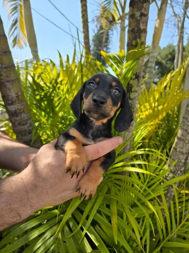 Um amiguinho leal para todas as horas basset daschund