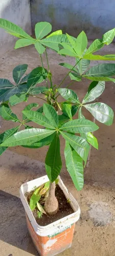 Castanha do Maranhão - muda. Árvore de sombra, flor e fruto