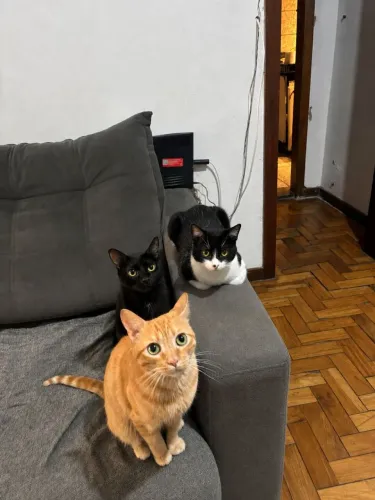 Gatos para doação 