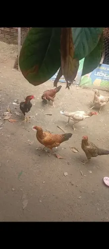 Vendo 6 galinha e um galo indiano 