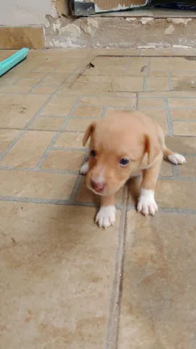 Doa cachorro urgente 