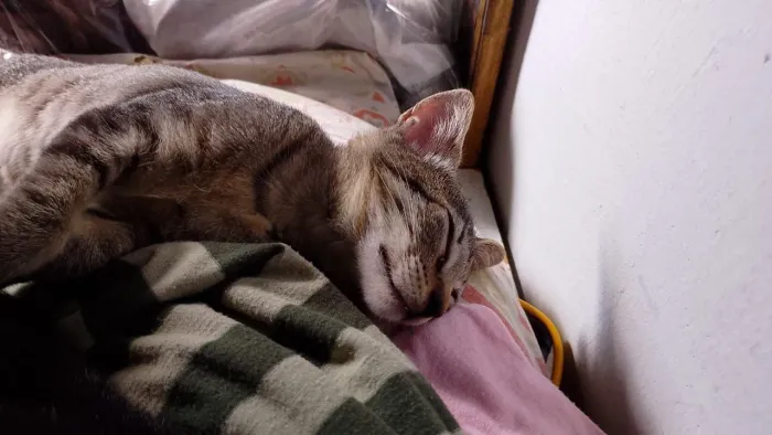 Gatinha tigrada linda e amável