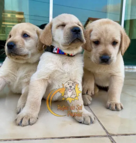 Labrador Trás Calma para sua Rotina