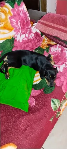 Cachorro
