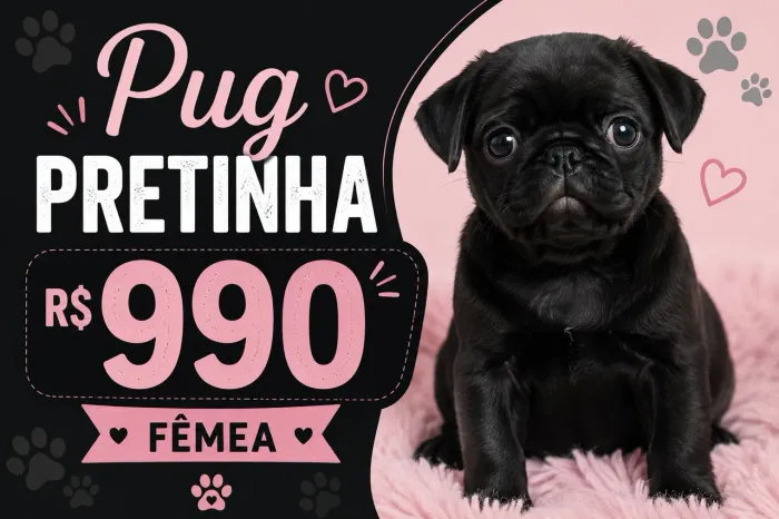 Pug fêmea 