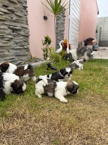 Filhotes de shih tzu