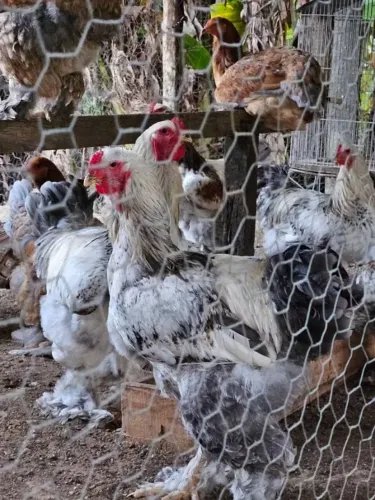 Galos Brahma