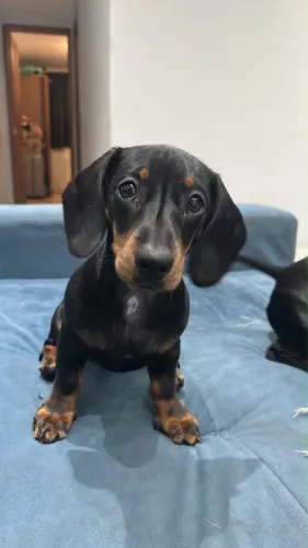 Dachshund fêmea, 3 meses disponível