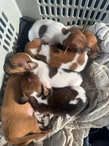 Pinscher filhotes 