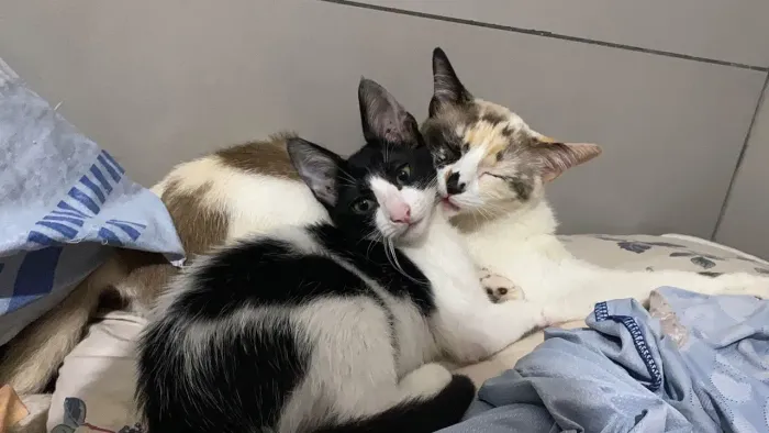 Doa-se gatinhas fêmeas