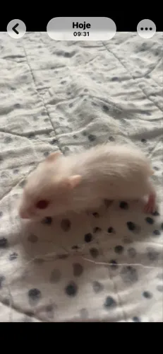 Filhotes de Hamsters Anão Russo branco SOMENTE REAIS INTERESSADOS 