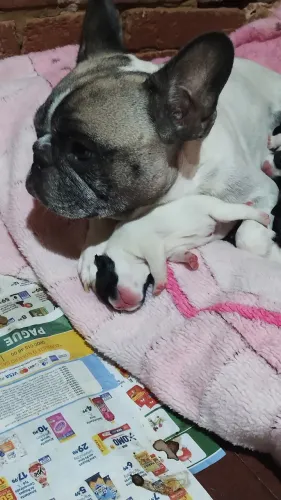 Filhote de Bulldog francês
