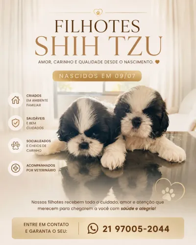 Shitszu 