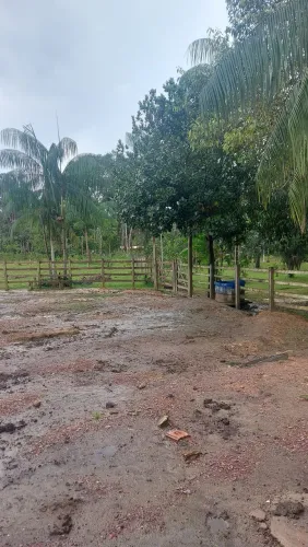 Fazenda na BR 174, kilometro 23, com gado leiteiro R$ 400mil