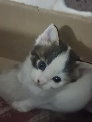 Doação de gatinhos.