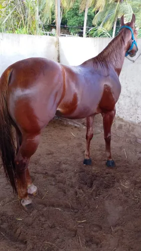 Cavalo